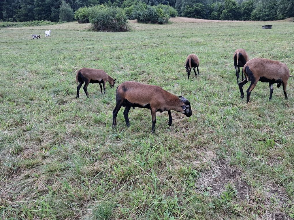 Sprzedam : capki , kózki , baranek.
