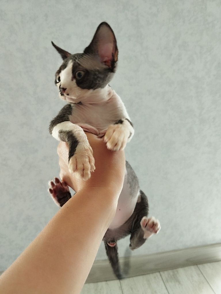Котята девон -рекс