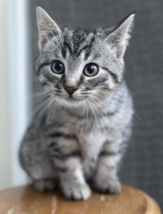 Кошеня (хлопчик, вік 3 місяці)