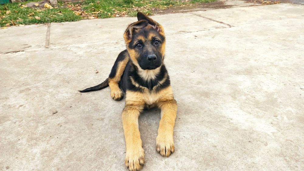 Цуценята породи Німецька вівчарка