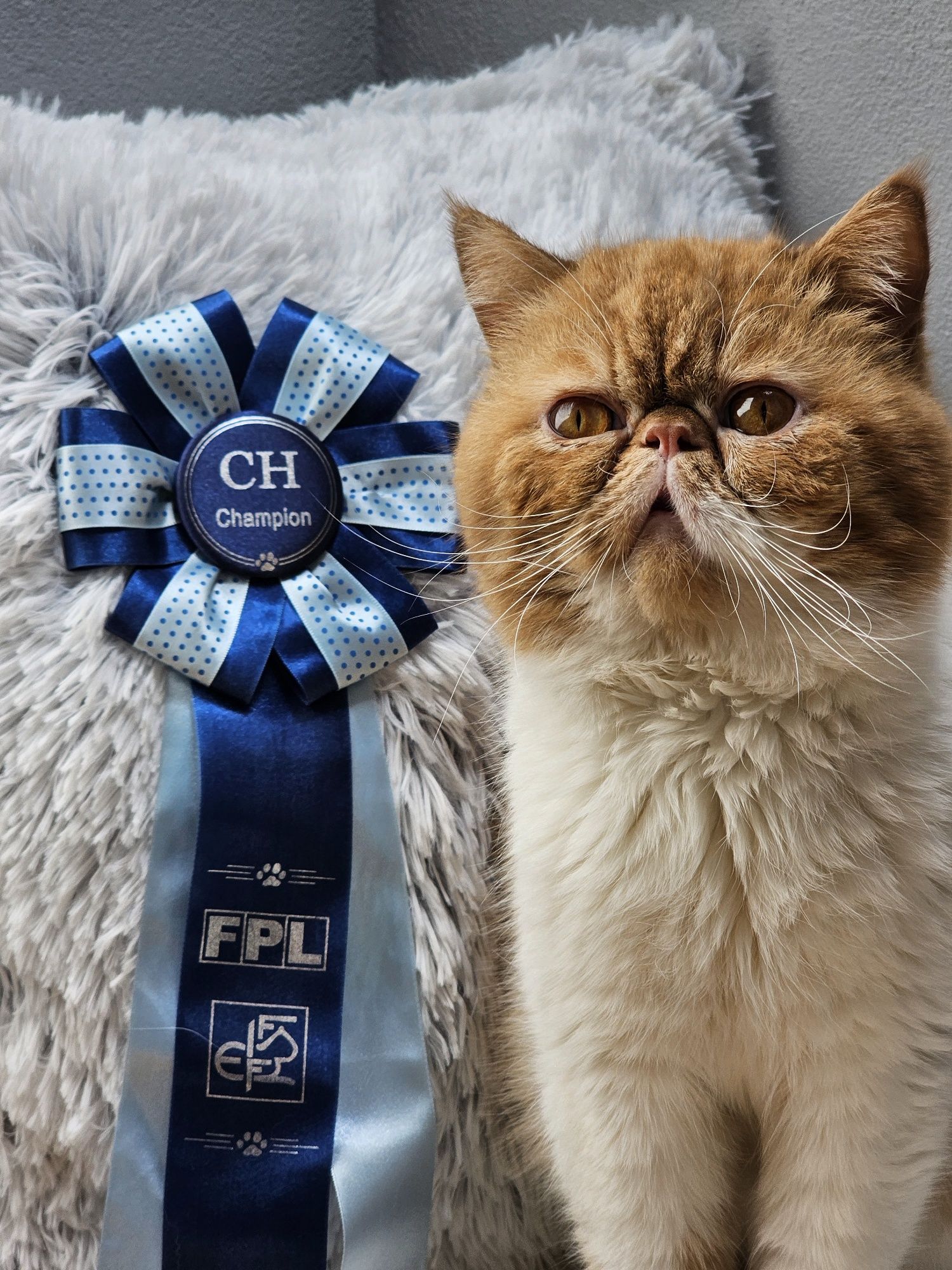 Kocurek egzotyczny - rodowód FPL po Championie