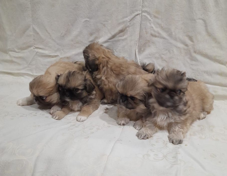 До продажу готові пекінеси