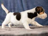 Jack Russell Terrier ZKwP FCI piesek w.szorstki