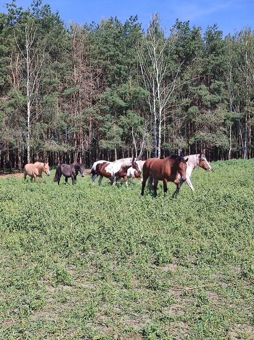 Źrebaki, Kobyły źrebne, klacze, kobyły