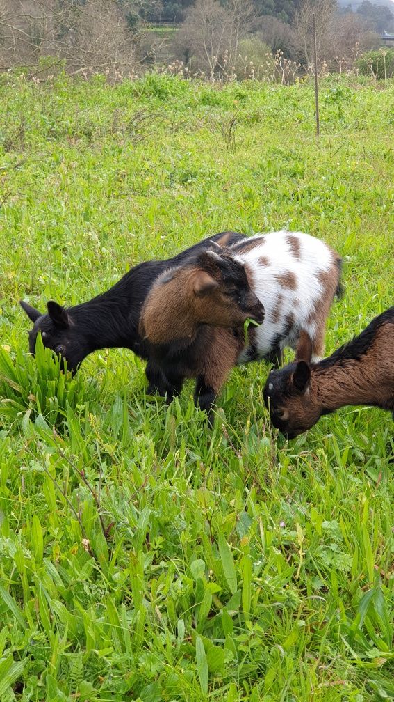 Rebanho cabras anãs