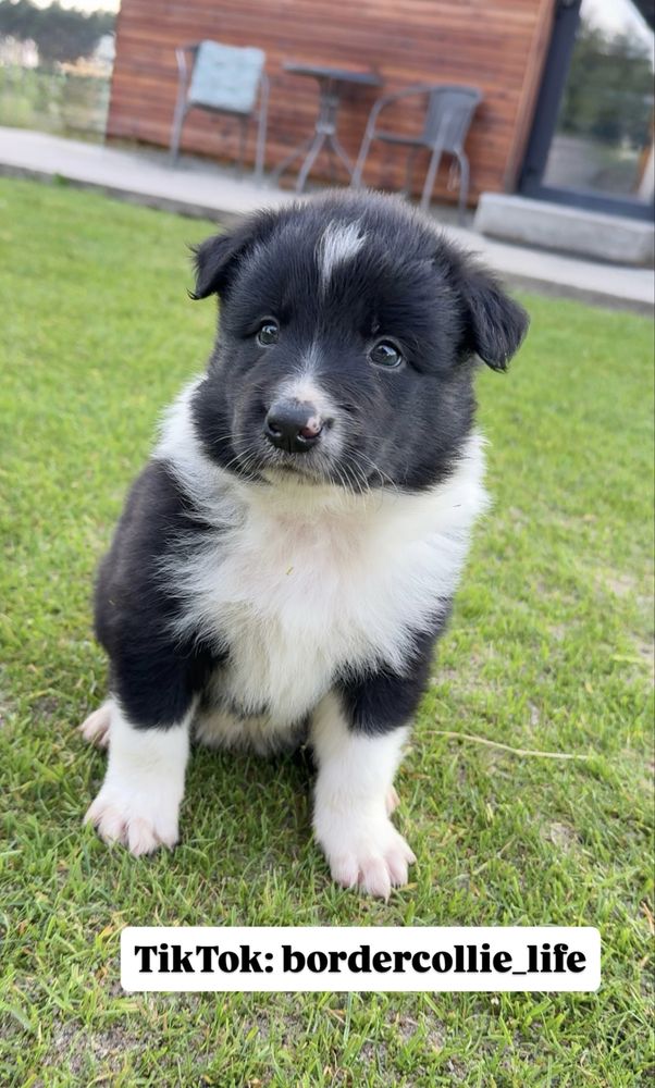 Border collie szczeniak