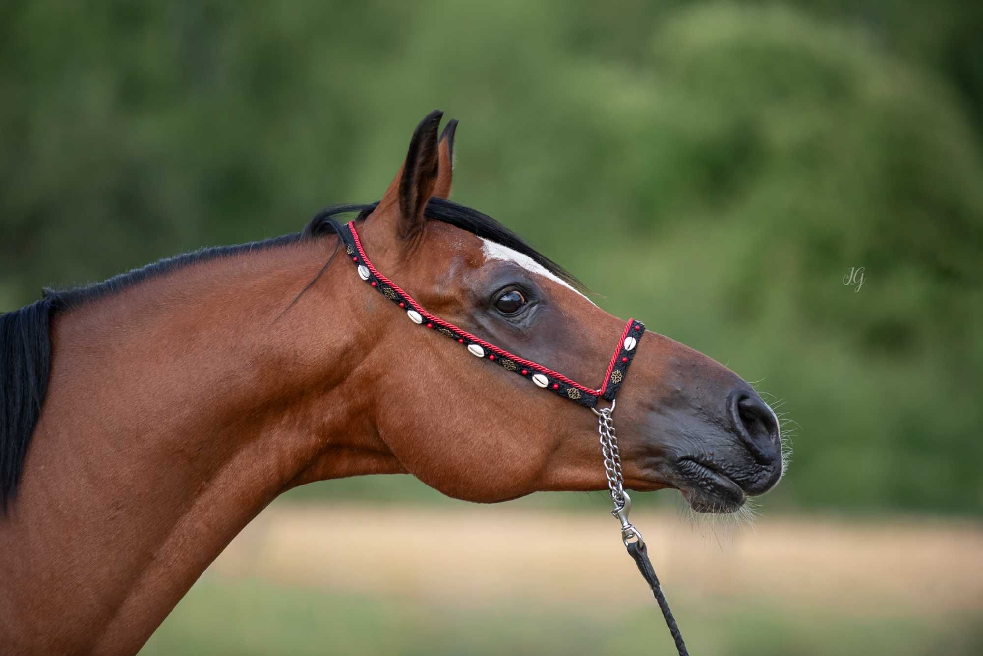 Prezenterka dla konia arabskiego