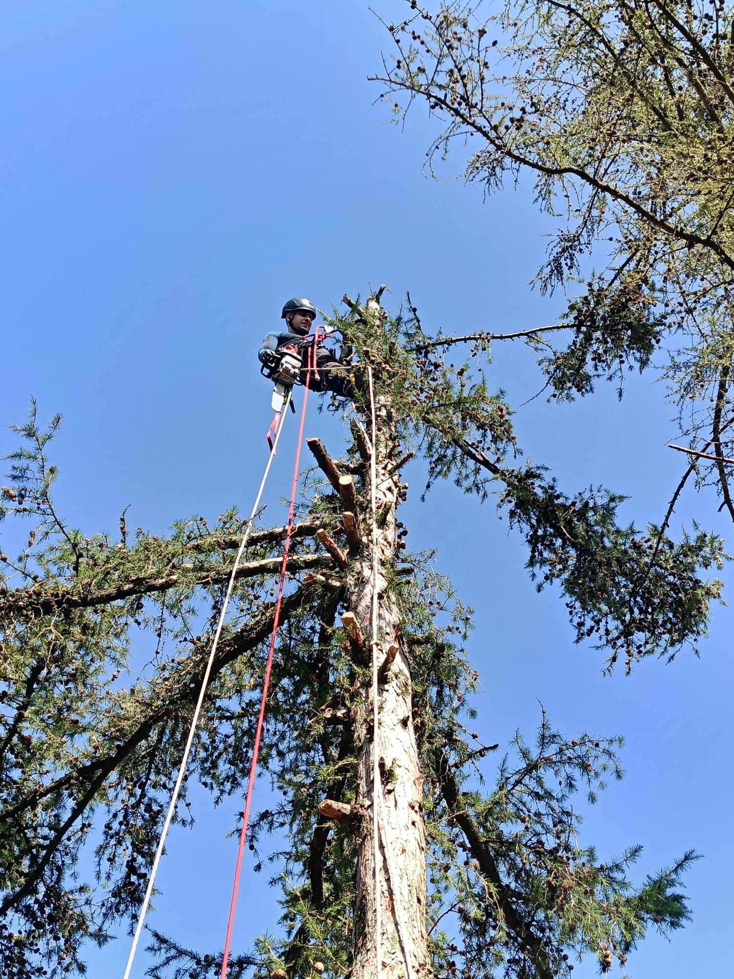 Alpinistyczna - Wycinka drzew - Przycinanie - Pielęgnacja Żywopłotów