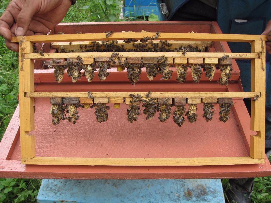 Пчеломатки Карника инструментальной инсеминации.