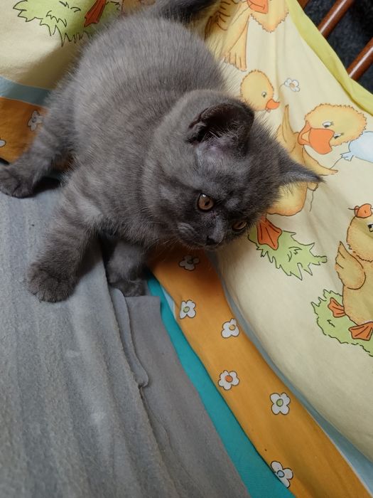 Шотландський котик