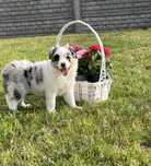 Border Collie - suczka Seal Merle