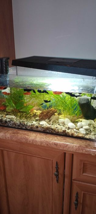 Akwarium z rybkami i życiem z osprzętem