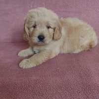 Sprzedam pieska Goldendoodle