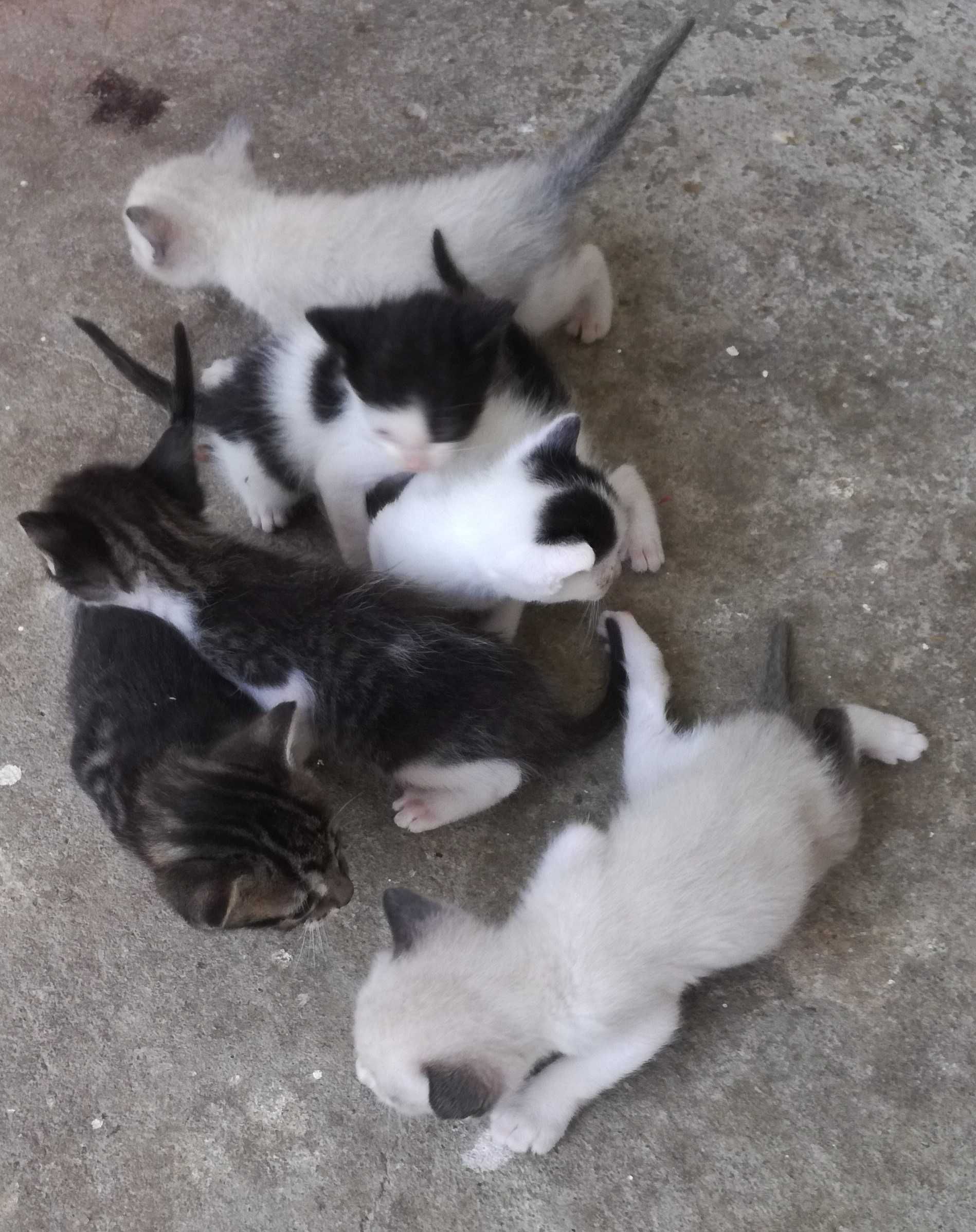 Gatinhos  para adoção