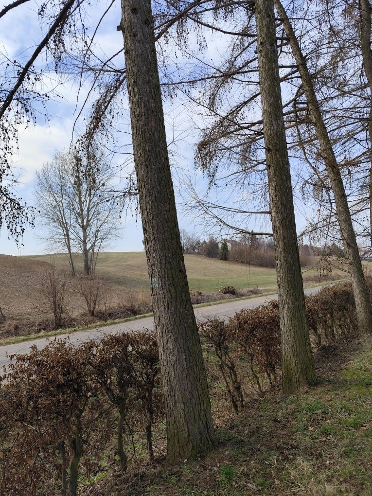 Sprzedam kłodę świerka,modrzew