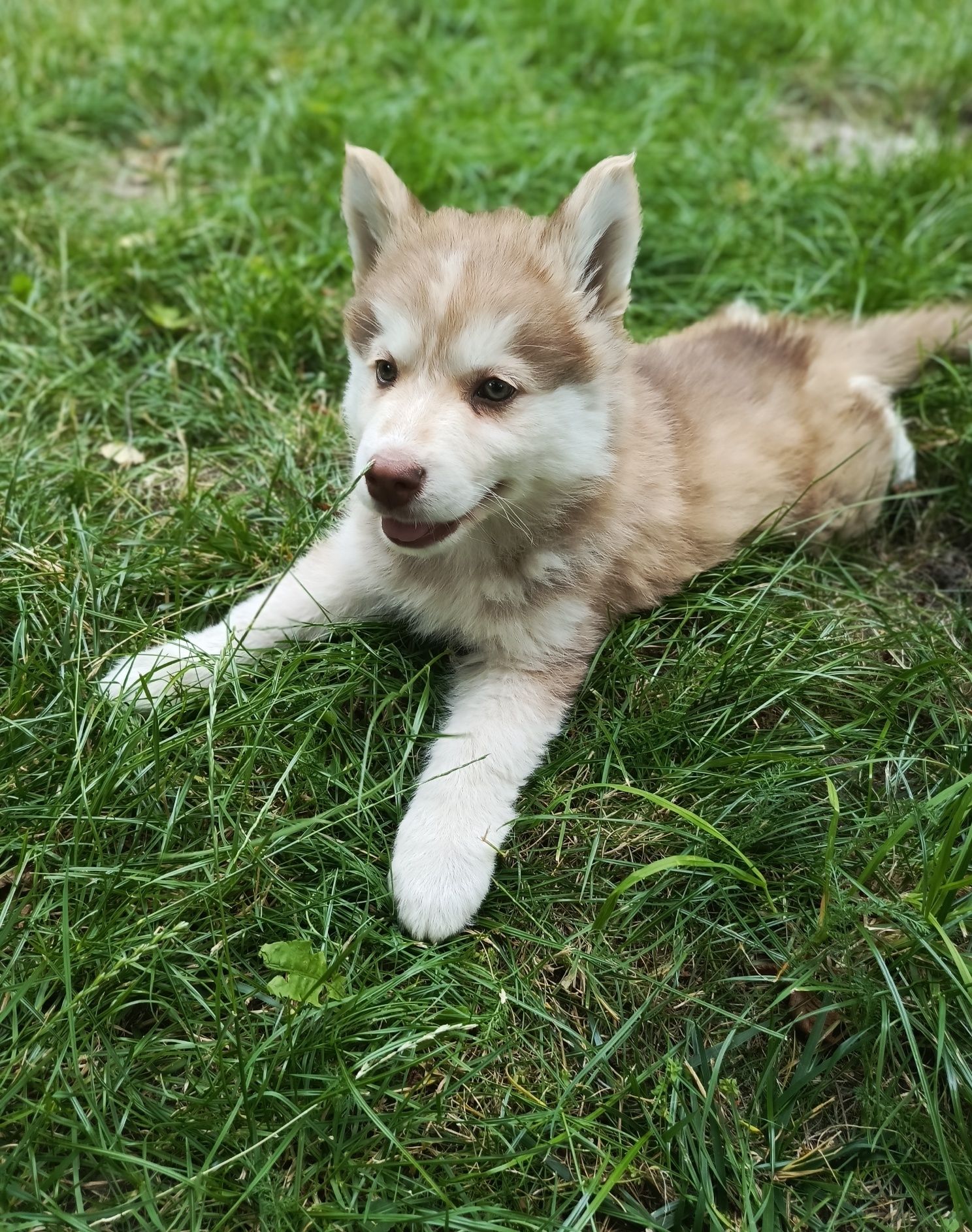 Husky syberyjski szczeniak