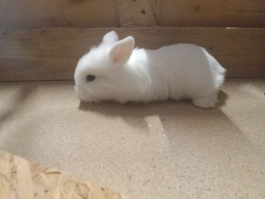 Coelhos anões Lion head