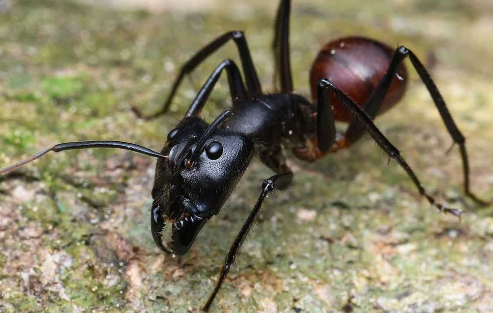 Продам або обміняю Camponotus  390 грн. 2025рік