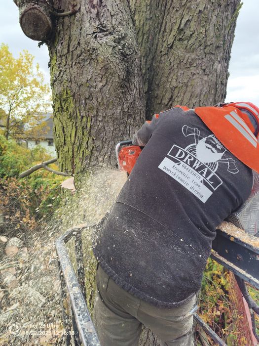 Wycinka drzew usługi rębakiem koszenie czyszczenie kostki