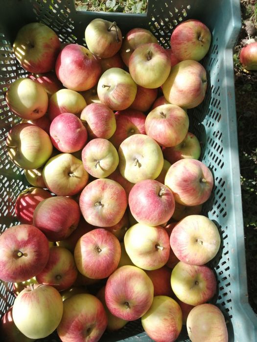 Jabłka i gruszki ekologiczne po 5kg