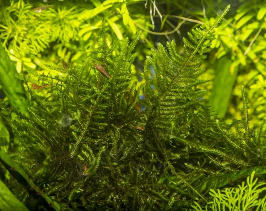 Krewetki niebieskie 10x + mchy do krewetkarium gotowy zestaw wysyłka