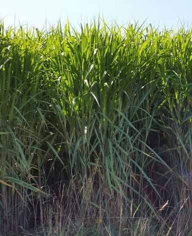 Miskant Olbrzymi 40 szt. (sadzonki)