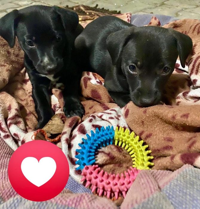 Cachorrinhos 2 meses e meio, muito meigos, adoção responsável