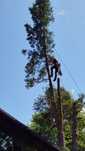 Arborysta, ścinka drzew metodą alpinistyczną,  prace na wysokości