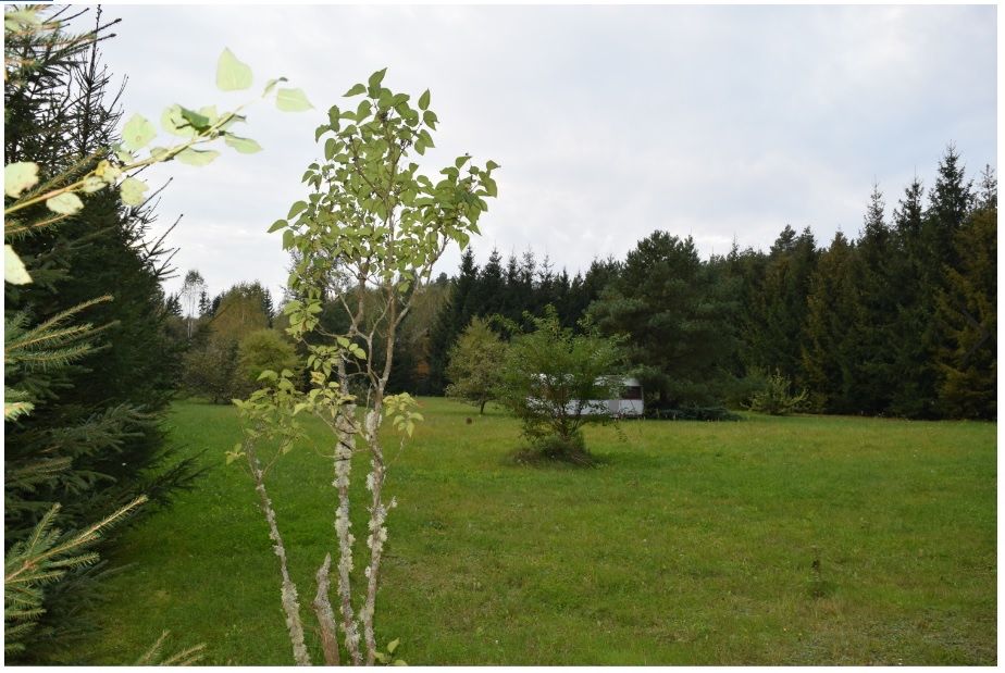 Działka w Puszczy Knyszyńskiej, Zapiecek, Wasilków – 3305 m²