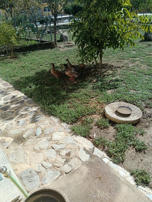 Patos kaki Campbell