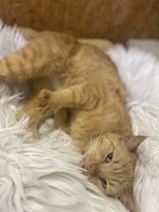 Starsza kotka do adopcji ZE SCHRONISKA