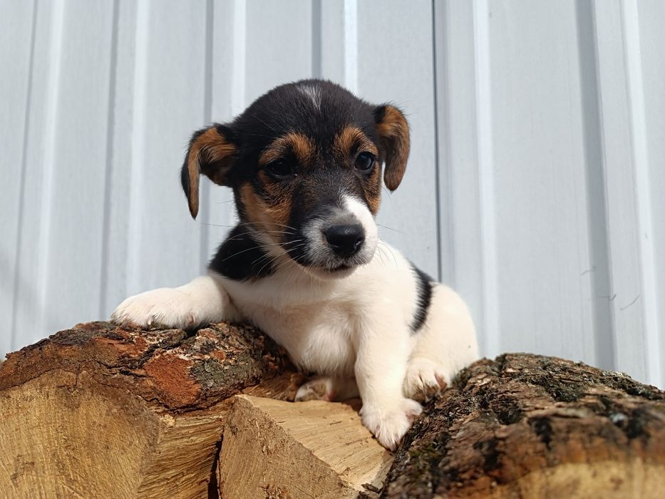 Привитая девченка Джек