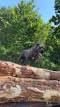 Reproduktor Cane Corso - Silny, Zdrowy, Gotowy do krycia.