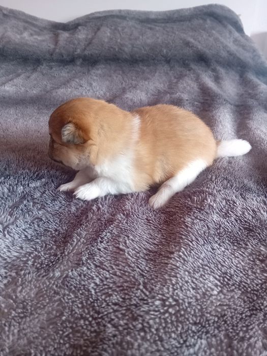 Spitz alemão anão macho