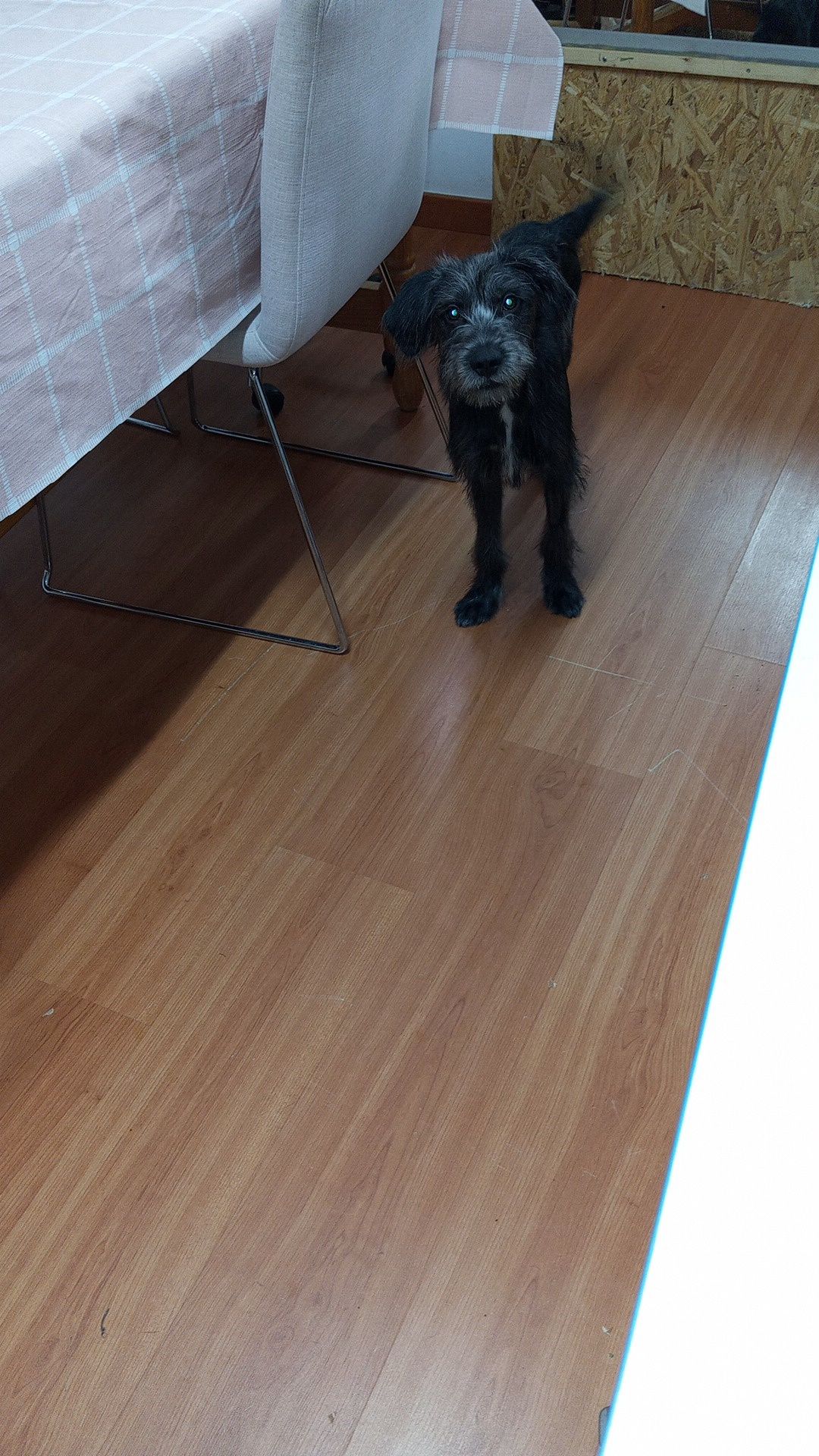 Doa cão o nome dele é Bob