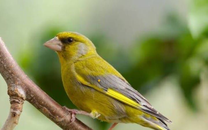 Tentilhões e verdelhões