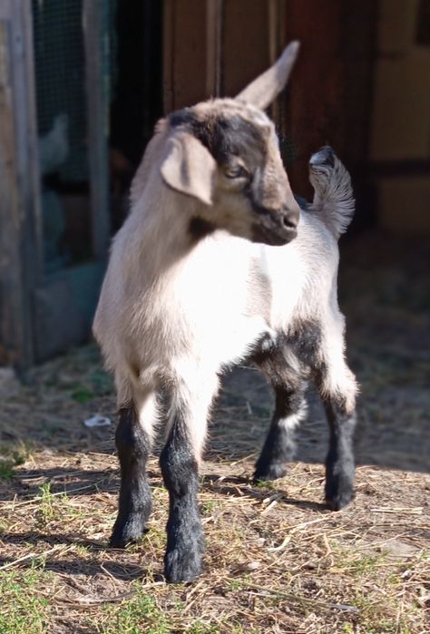Młoda parka.Kozka i koziołek