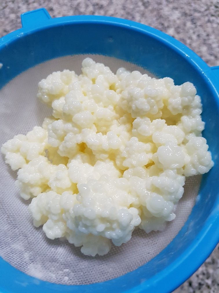 Kefir de leite (probiótico)