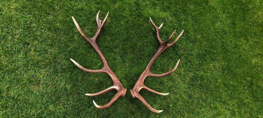Poroże jelenia bardzo ładna para-komplet