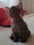 Devon Rex piękne kotka