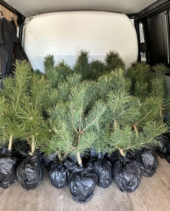 Саджанці сосни звичайної