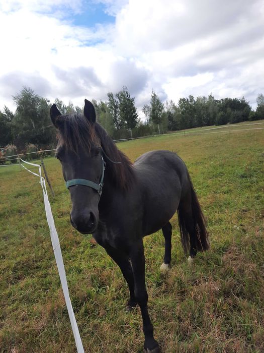 Klacz walijska 3 lata