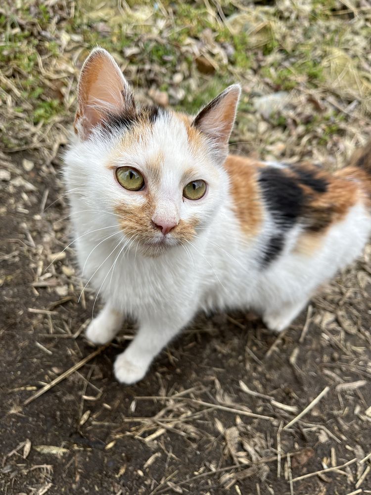 Котики шукають сімʼю