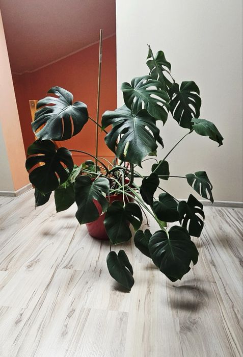 Kwiat Monstera Duża