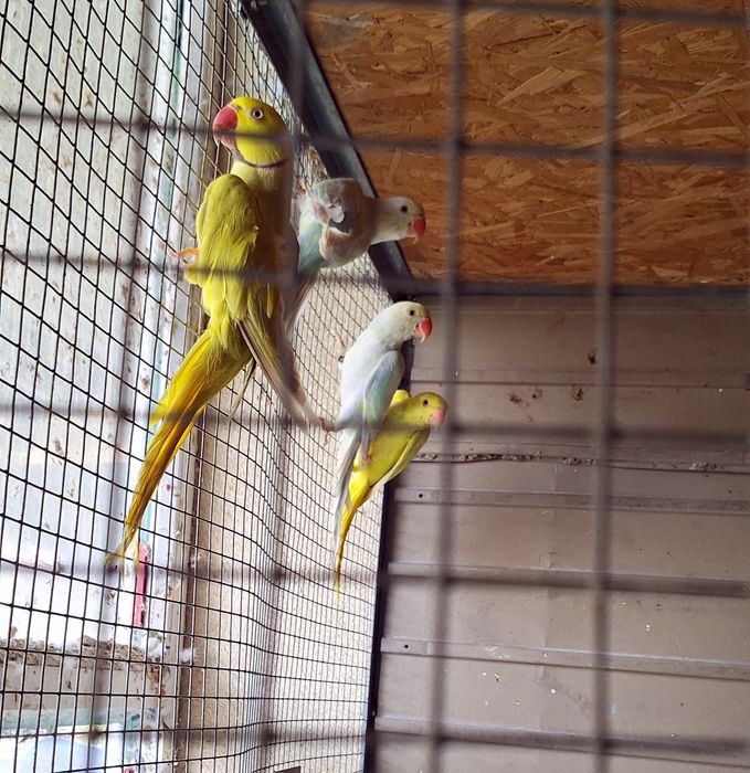 Aleksandretta obrożna