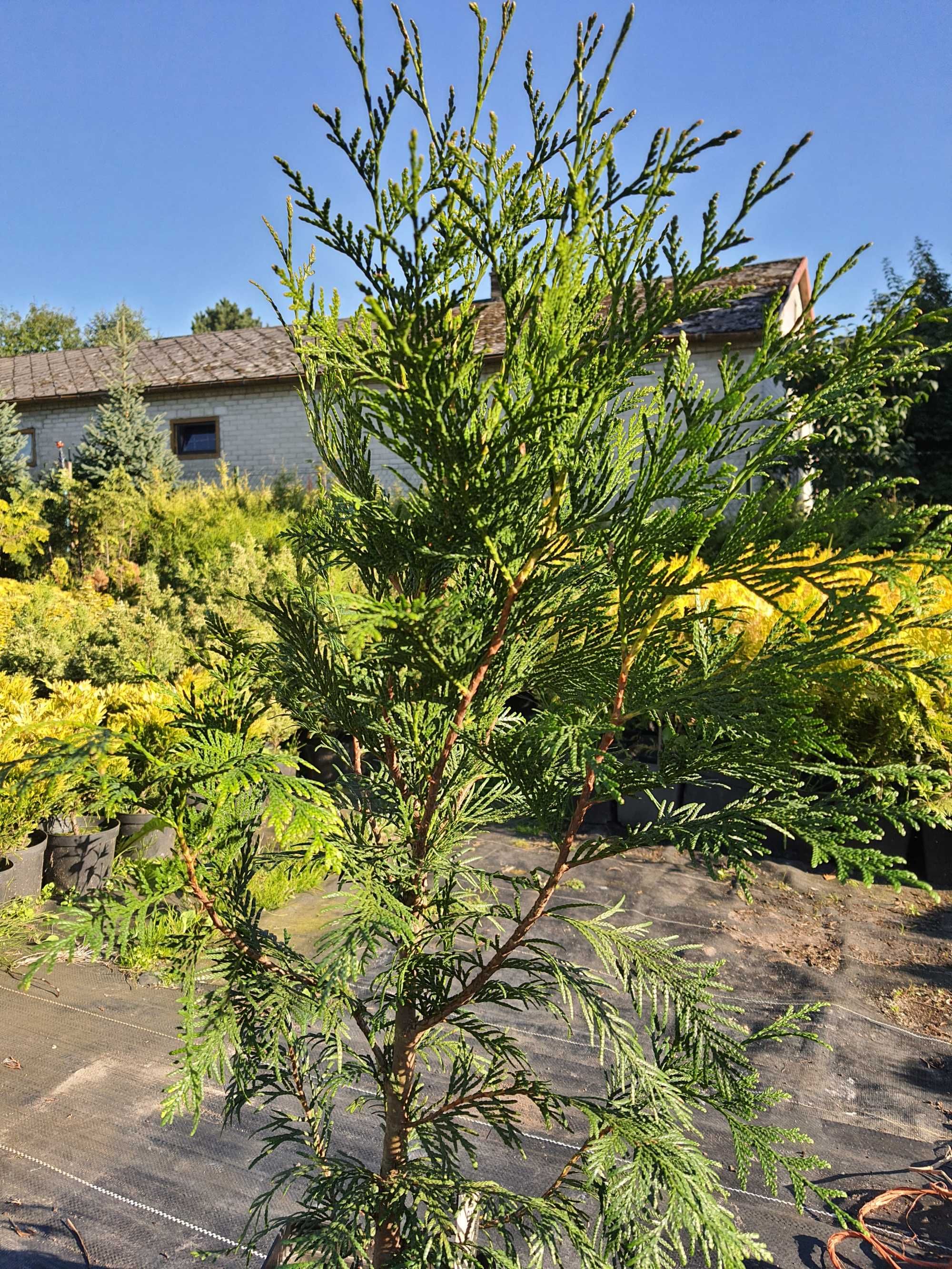 Thuja tuja Martin 1m ładniejsza niż Brabant piękny żywopłot PROMOCJA