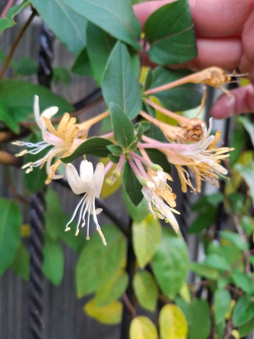 Продам садові декоративні рослини