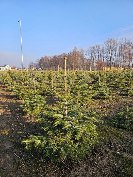 Choinka Bożonarodzeniowa Jodła Świerk Pospolity Srebrny Serbski WLKP