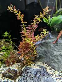 Rotala rotundifolia wybarwiająca się