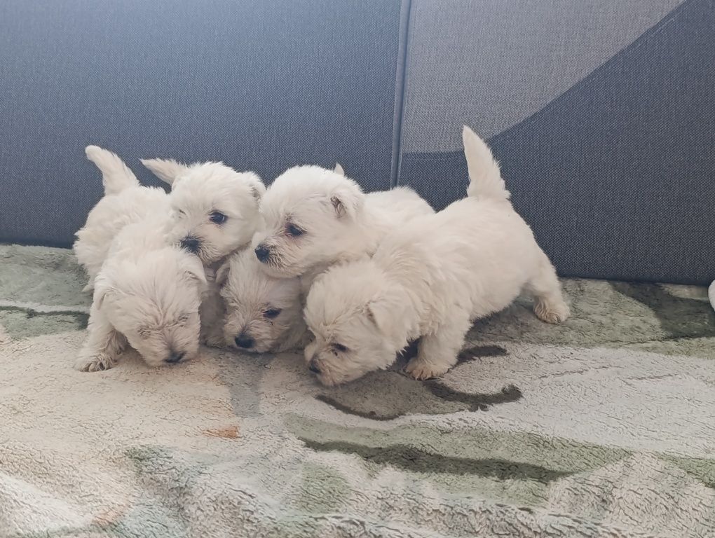 West Highland White Terrier Szczeniak